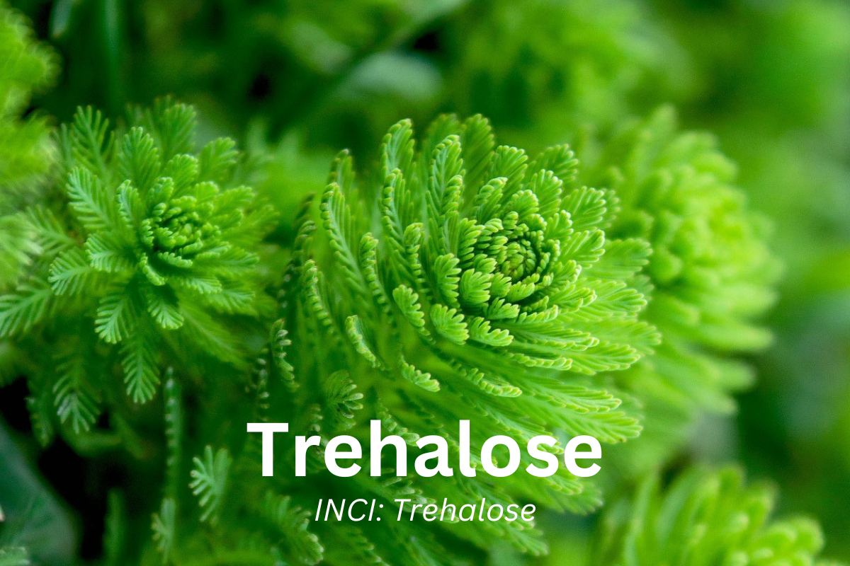 Trelose Uncover The Power of Trehalose for Radiant Skin – Dermafactors