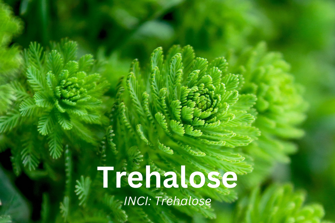 Uncover The Power of Trehalose for Radiant Skin